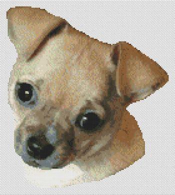Fawn Chihuahua