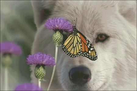 Monarch And Wolf