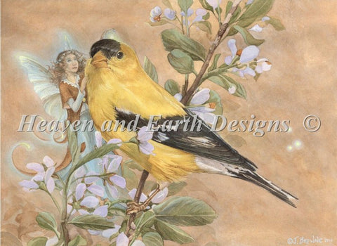 Gold Finch