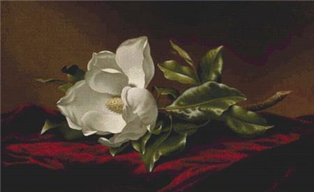 Magnolia Grandiflora