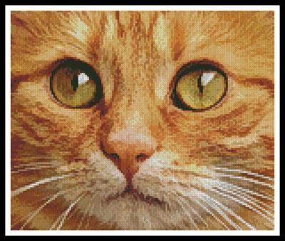 Ginger Cat Close Up
