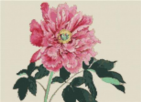Peonies (Tamigami Konan)