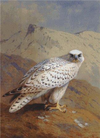 Gyr Falcon