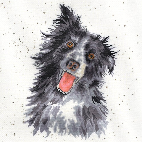 Collie - Hannah Dale
