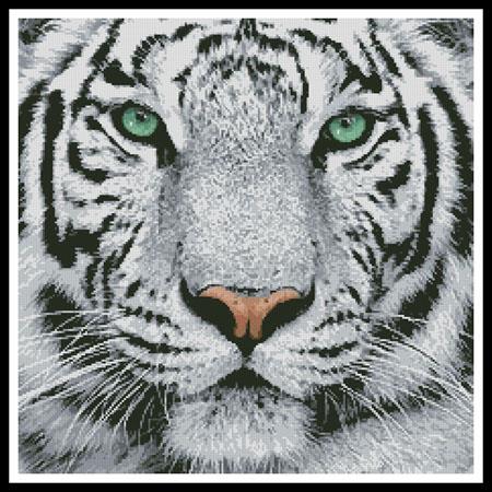 White Tiger Close Up
