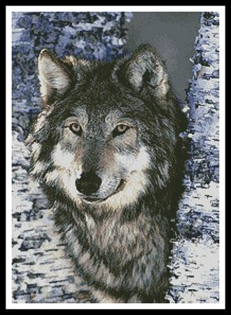 Grey Wolf