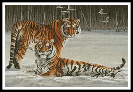 Siberian Splendour  (Fuz Caforio)