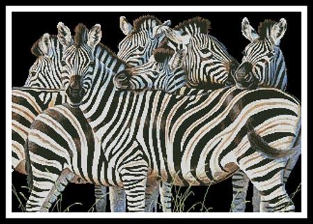 Zebra Huddle  (Cynthie Fisher)