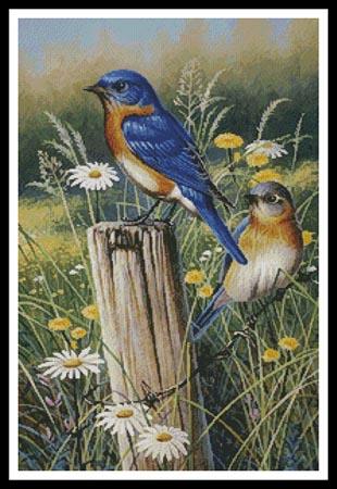 Eastern Beauties  (Cynthie Fisher)