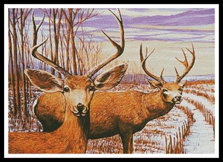 Mule Deer In A Cornfield  (Mike Bennett)