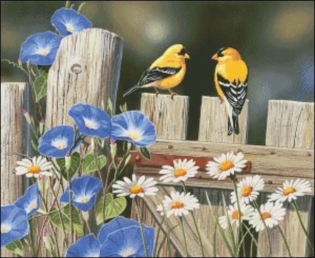 Small Morning Glories And Finches