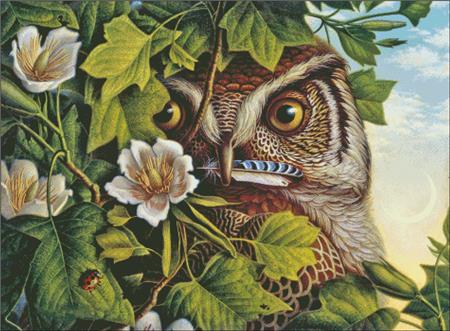Owl