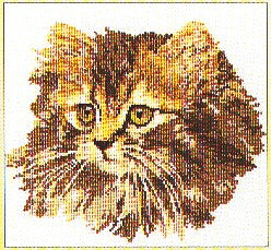Long-Haired Brown Cat - Aida