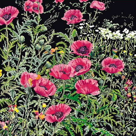 Red Poppies - On Black