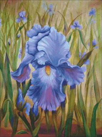 Purple Iris