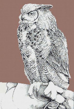 Owl On Glove