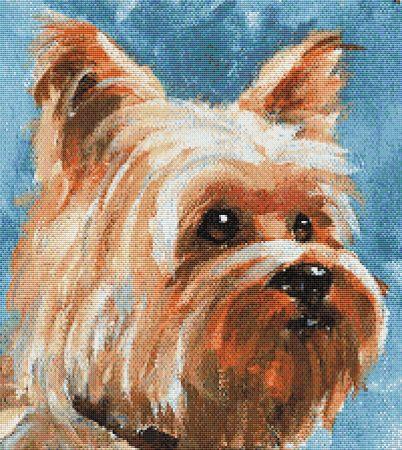 Yorkie