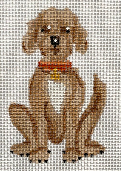Cooper the Doodle