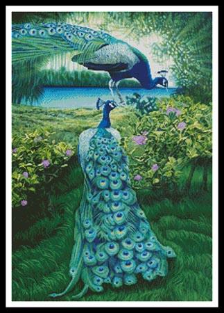 Peacocks  (Larry Taugher)