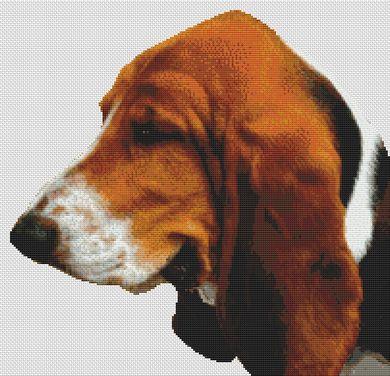 Tri-Colored Basset Hound