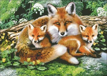 Foxes