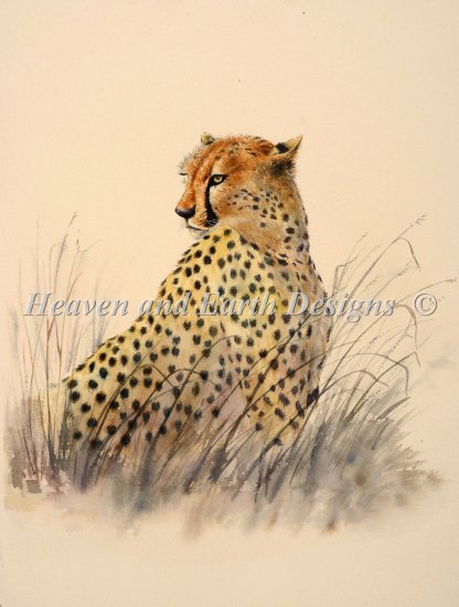 Cheetah