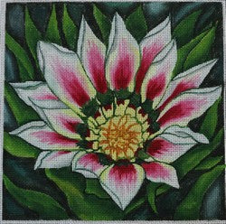 Water Lily