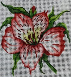 Pink Lily