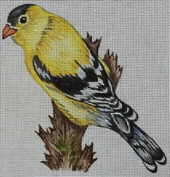 Yellow and Black Bird