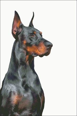 Doberman