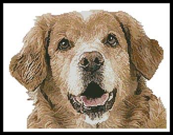 Golden Retriever Face