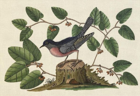 Bird Vine