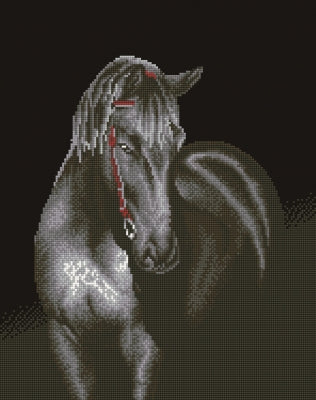 Midnight Stallion