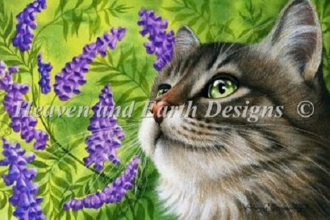 Purple Vetch RS