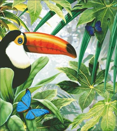 Toco Toucan