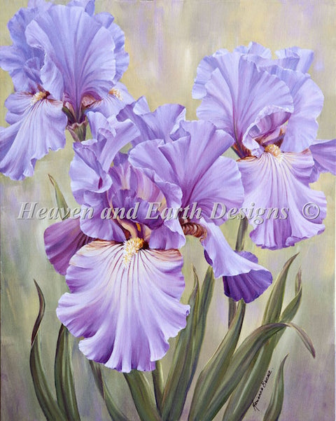 Mini Mauve Irises