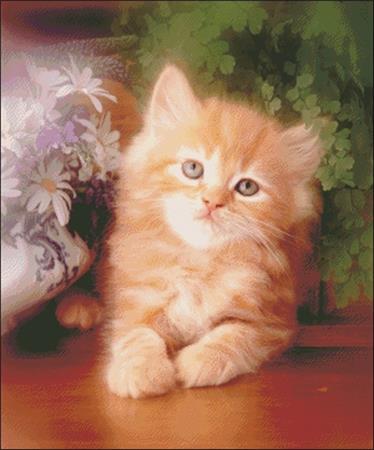 Kitten and Daisies
