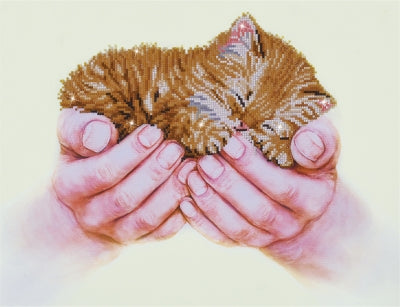 Precious Kitten