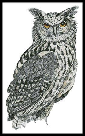 Eurasian Eagle Owl (Claire Harkness)