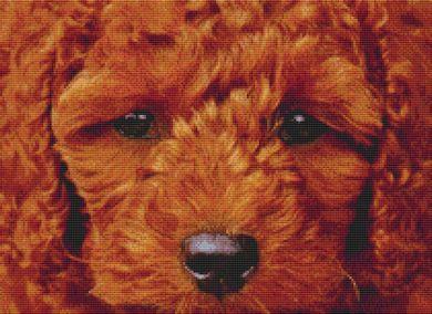 Through The Eyes of a Poodle