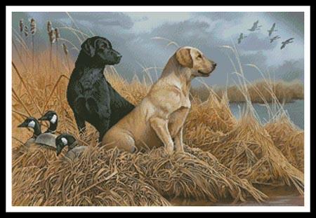 Friends in the Field  (Jerry Gadamus)