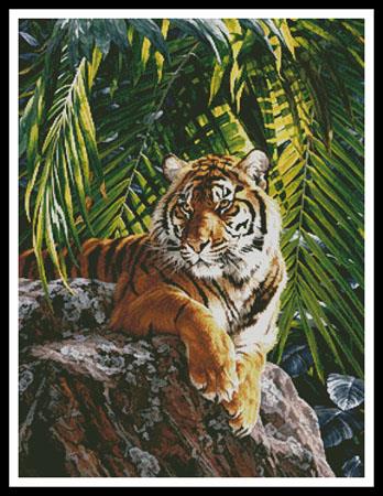 Sumatran Tigress