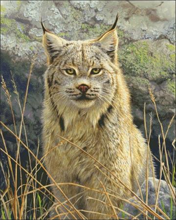 Lynx Portrait