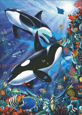 Orcas