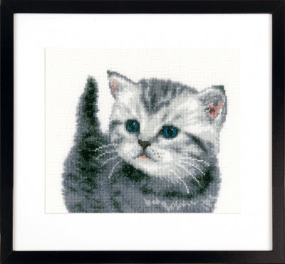 Grey Tiger Kitten