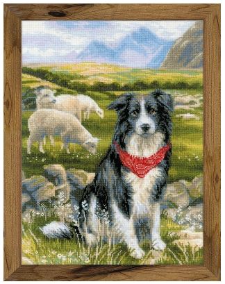 Border Collie