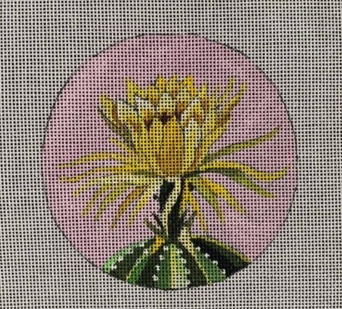 Cactus Bloom