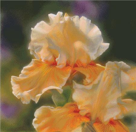 Peaches And Creme Iris