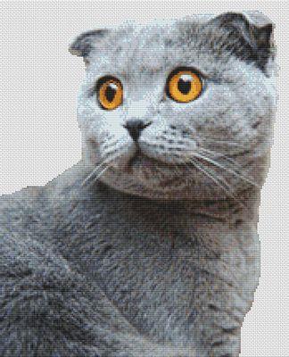 Grey Scottish Fold