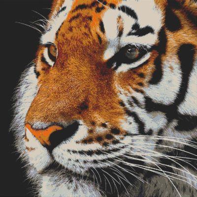 Tiger Portrait